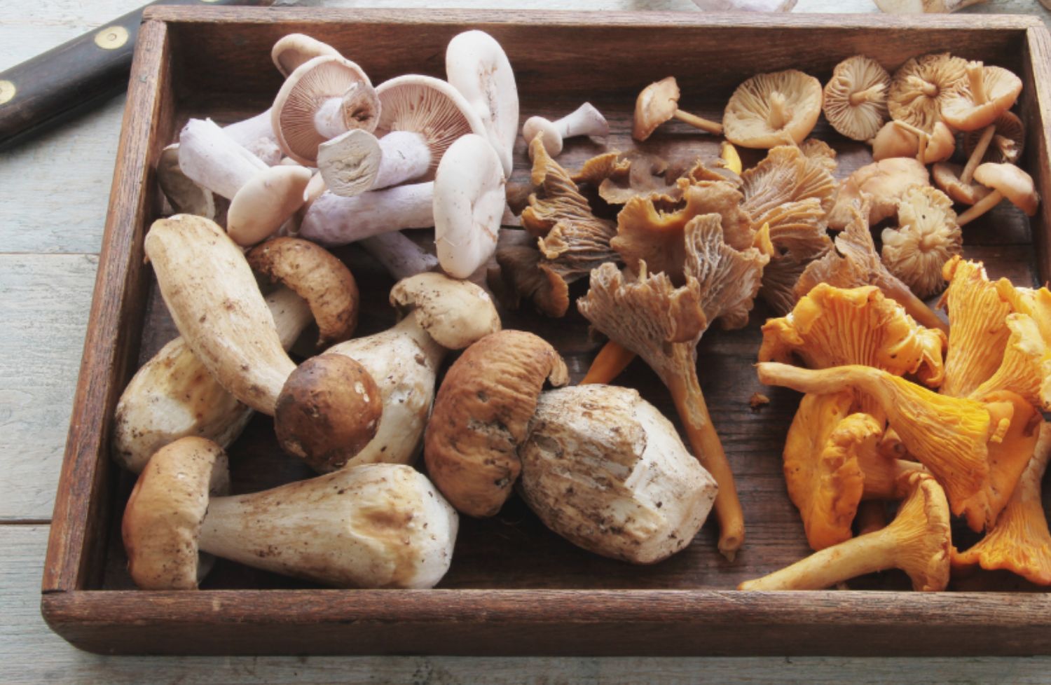 Les champignons pour bébé : bienfaits et conseils