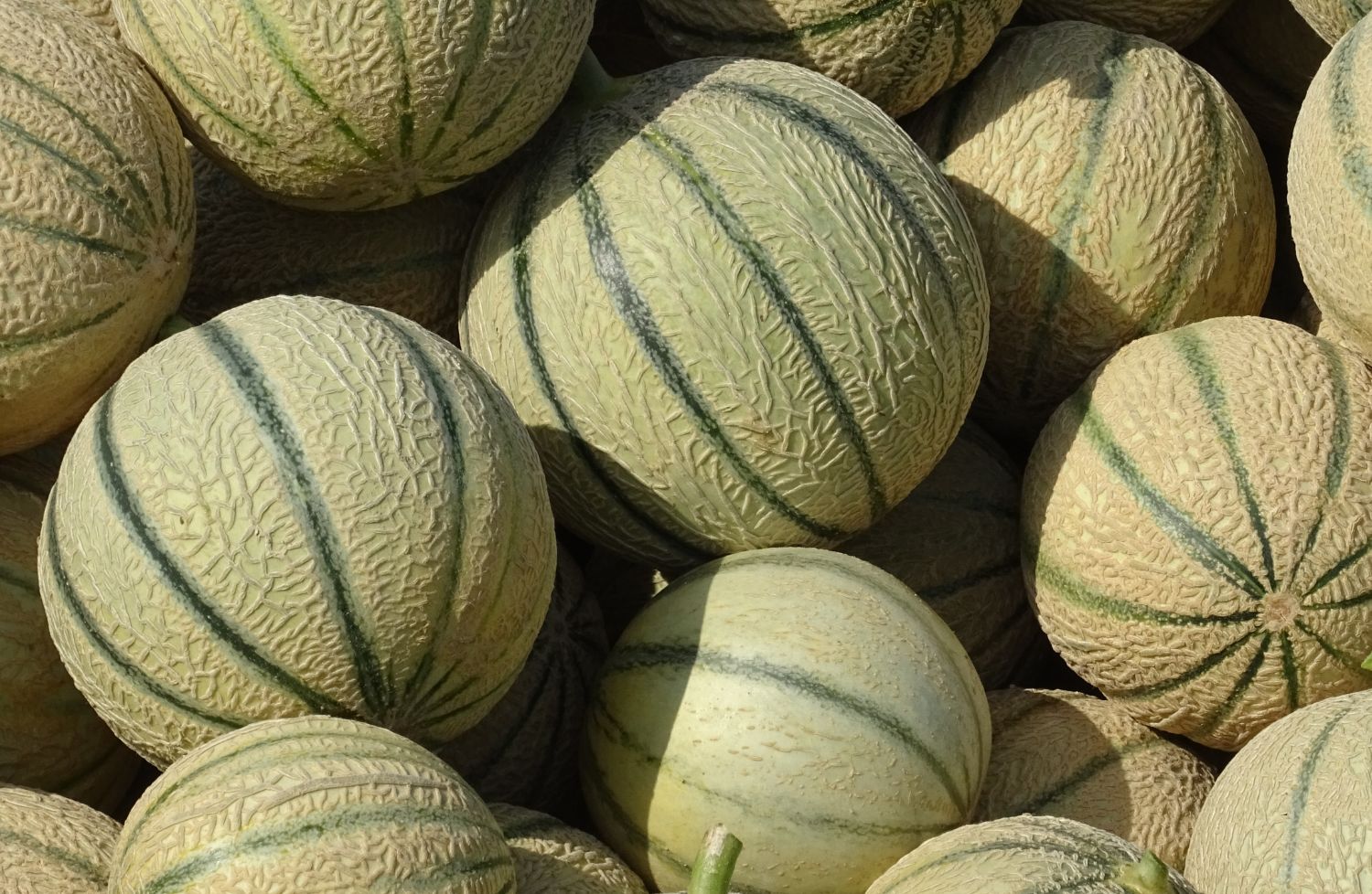 Le melon pour bébé : bienfaits et conseils