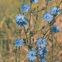 INULINE