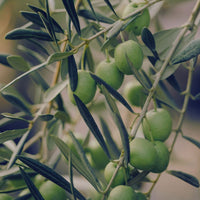 HUILE D'OLIVE